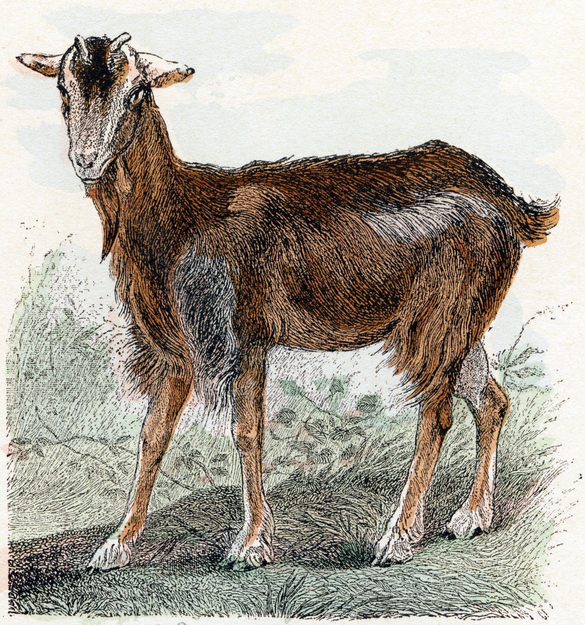 Get- ”Alfabetet illustrerar djur” 1800-talet (gravyr) av Edouard Travies