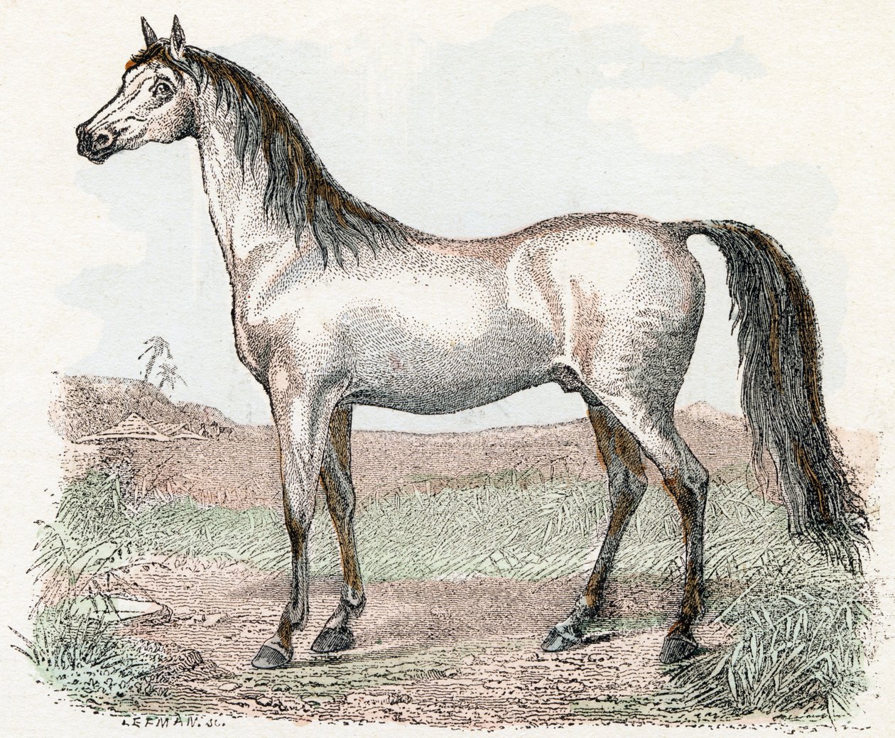 Häst- "Alfabetet illustrerar djur" 1800-talet (gravyr) av Edouard Travies