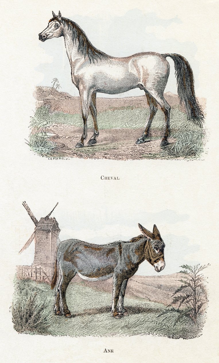 Häst och åsna- ”Alfabetet illustrerar djur” 1800-talet (gravyr) av Edouard Travies