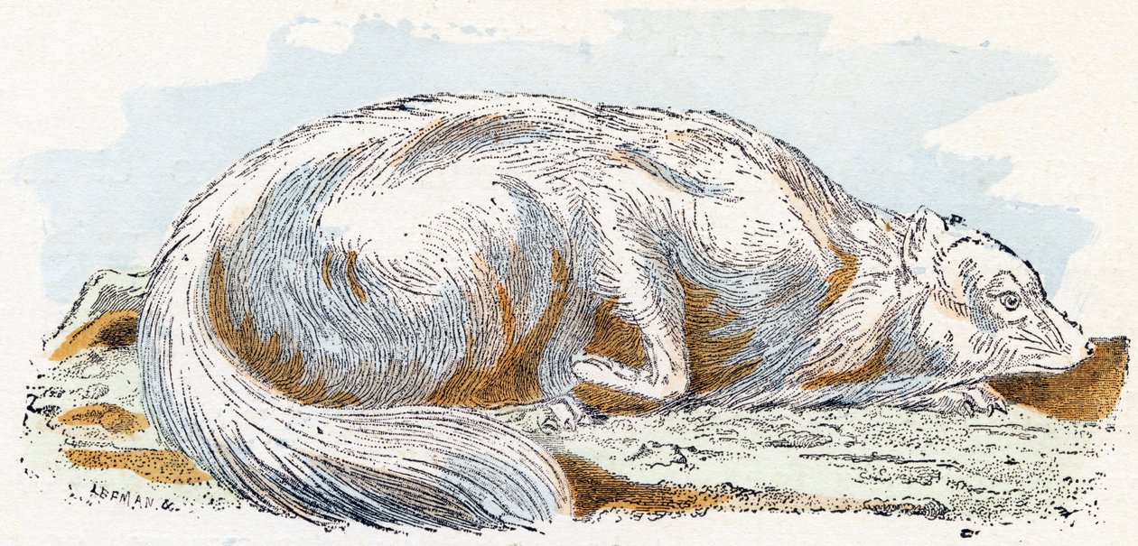 Isatis (polar- eller fjällräv)- "Alfabetet illustrerar djur" 1800-talet (gravyr) av Edouard Travies