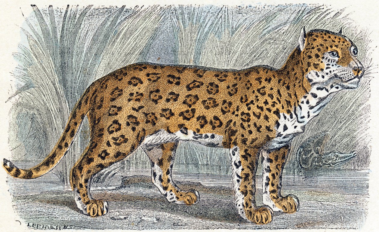 Jaguar- ”Alfabetet illustrerar djur” 1800-talet (gravyr) av Edouard Travies