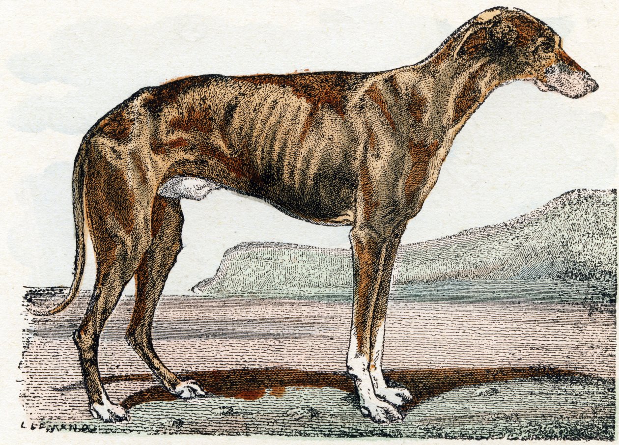 Levrier (hund)- "Alfabetet illustrerar djur" 1800-talet (gravyr) av Edouard Travies