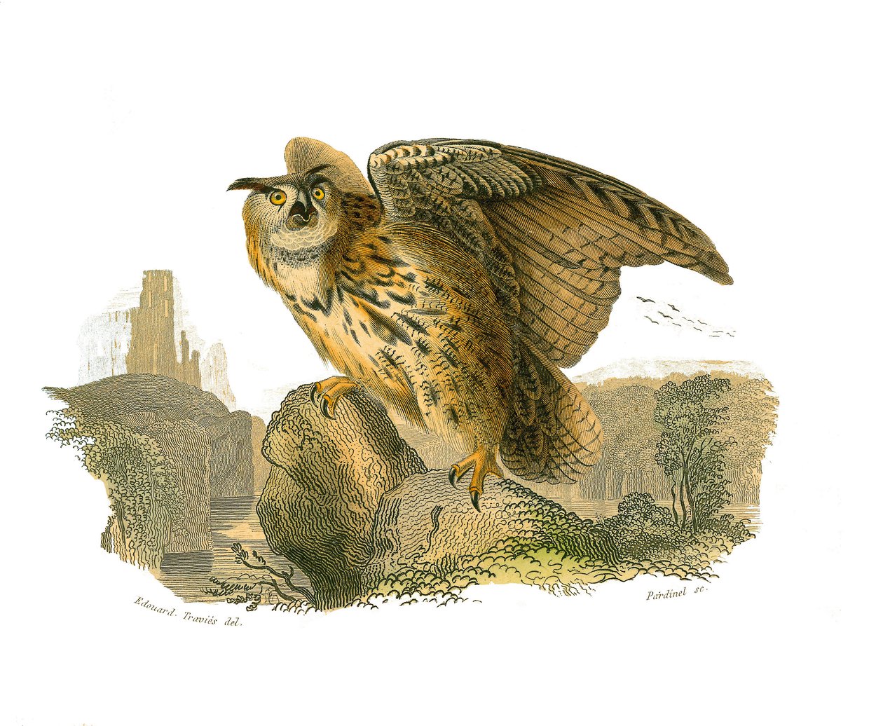 Naturhistoriska tavlan: Zoologisk tavla som visar rovfåglar dagtid. Storhertigen av Edouard Travies