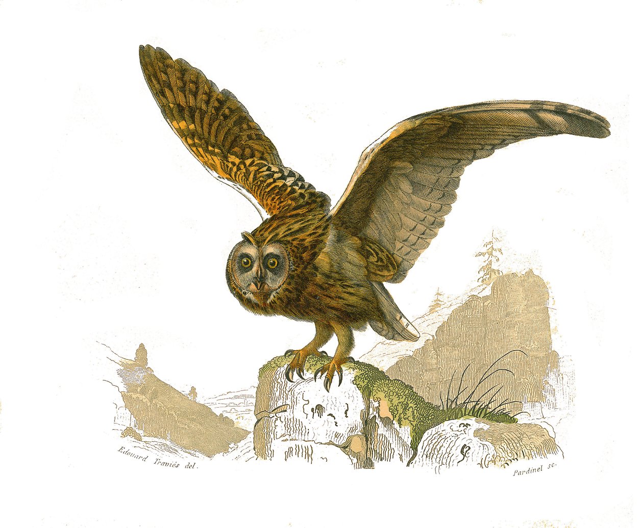Naturhistoriska tavlan: Zoologisk tavla som visar rovfåglar dagtid. Ugglan. Plåt tecknad från de nio volymerna om fåglar i "" Works complete of Buffon""" skriven av naturforskaren Georges Louis Leclerc, greve av Buffon (1707-1788) mellan 1749 och 1785. I av Edouard Travies