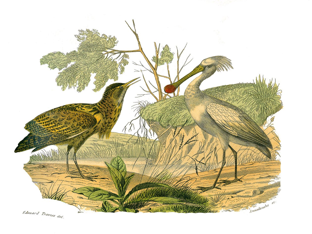 Naturhistorisk styrelse: Zoologisk tavla som föreställer vattenfåglar och cultrirostres (med stora, långa och starka näbbar): butorn och spateln. Plåt tecknad från de nio volymerna om fåglar i "" Works complete of Buffon""" skriven av naturforskaren George av Edouard Travies