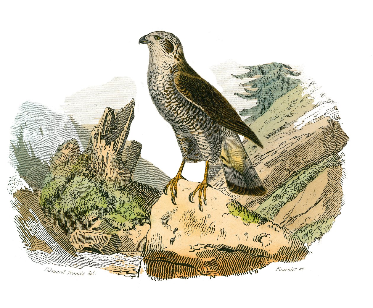 Naturhistoriska nämnden: Zoologisk nämnd som representerar rovfåglar på natten. Runt omkring. Plåt tecknad från de nio volymerna om fåglar i "" Works complete of Buffon""" skriven av naturforskaren Georges Louis Leclerc, greve av Buffon av Edouard Travies