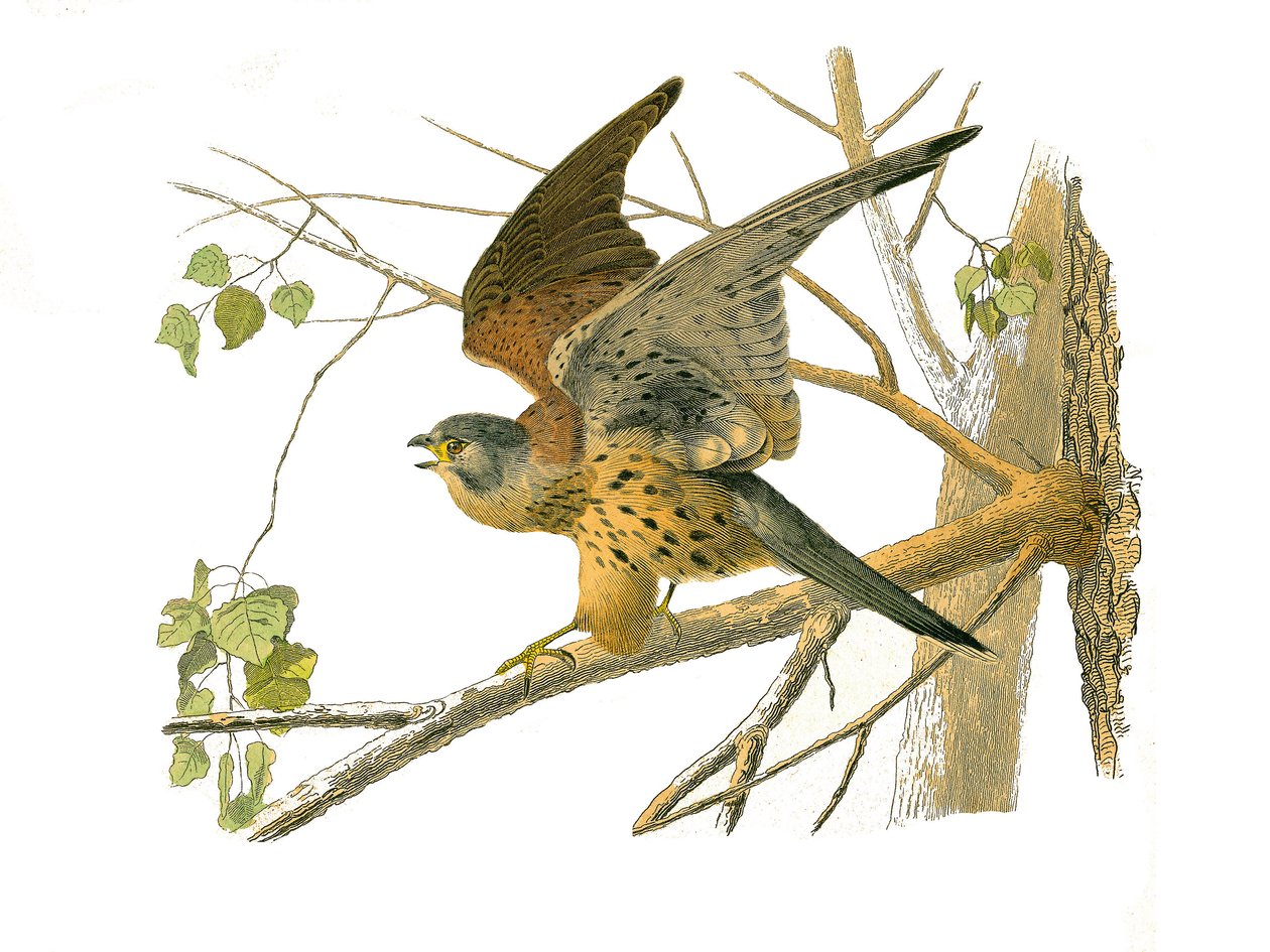 Naturhistoriska nämnden: Zoologisk nämnd som representerar rovfåglar på natten. Krasse. Plåt tecknad från de nio volymerna om fåglar i "" Works complete of Buffon""" skriven av naturforskaren Georges Louis Leclerc, greve av Buffon (1707-1788) mellan 1749 o av Edouard Travies