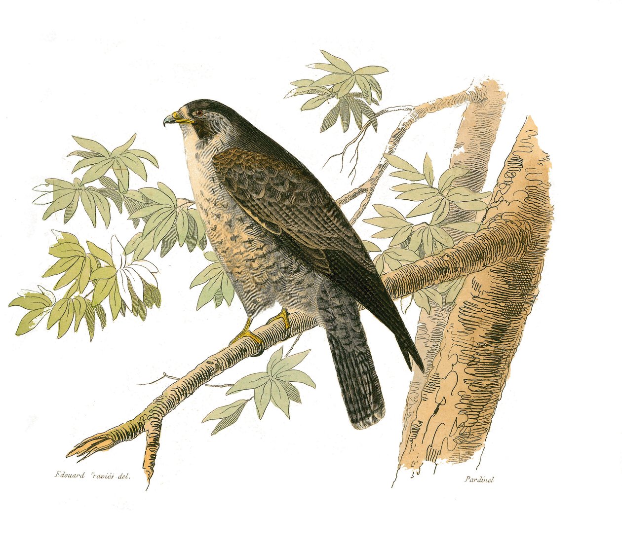 Naturhistoriska nämnden: Zoologisk nämnd som representerar rovfåglar på natten. Falken. Plåt tecknad från de nio volymerna om fåglar i "" Works complete of Buffon""" skriven av naturforskaren Georges Louis Leclerc, greve av Buffon av Edouard Travies
