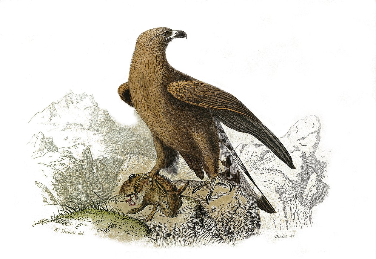 Naturhistoriska nämnden: Zoologisk nämnd som representerar rovfåglar på natten. Den stora örnen. Plåt tecknad från de nio volymerna om fåglar i "" Works complete of Buffon""" skriven av naturforskaren Georges Louis Leclerc, greve av Buffon (1707-1788) mell av Edouard Travies