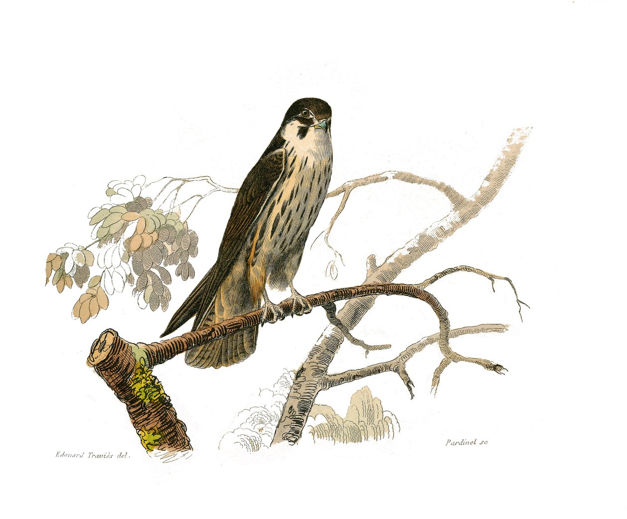 Naturhistoriska nämnden: Zoologisk nämnd som representerar rovfåglar på natten. Hobereau. Plåt tecknad från de nio volymerna om fåglar i "" Works complete of Buffon""" skriven av naturforskaren Georges Louis Leclerc, greve av Buffon av Edouard Travies