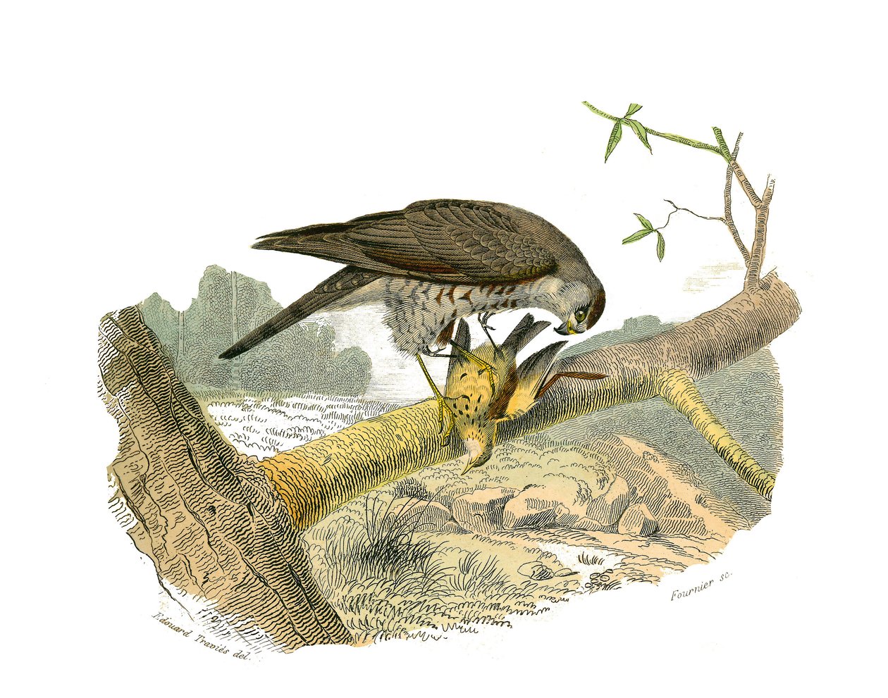Naturhistoriska nämnden: Zoologisk nämnd som representerar rovfåglar på natten. Höken. Plåt tecknad från de nio volymerna om fåglar i "" Works complete of Buffon""" skriven av naturforskaren Georges Louis Leclerc, greve av Buffon (1707-1788) mellan 1749 oc av Edouard Travies