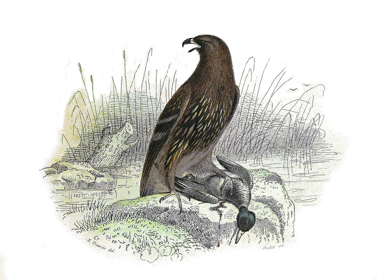 Naturhistoriska nämnden: Zoologisk nämnd som representerar rovfåglar på natten. Den lilla örnen. Plåt tecknad från de nio volymerna om fåglar i "" Works complete of Buffon""" skriven av naturforskaren Georges Louis Leclerc, greve av Buffon (1707-1788) mell av Edouard Travies