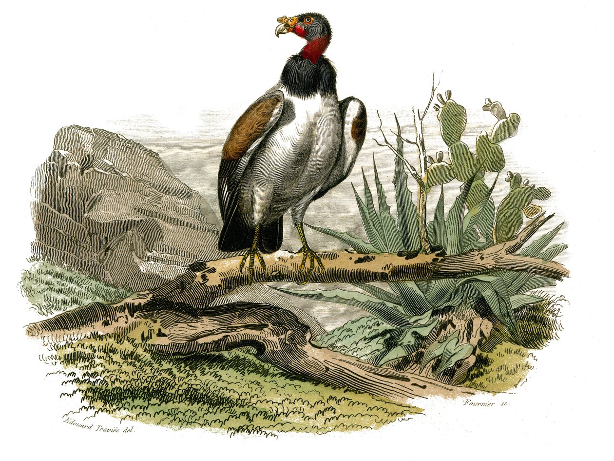Naturhistoriska nämnden: Zoologisk nämnd som representerar rovfåglar på natten. Den lilla gamen. Plåt tecknad från de nio volymerna om fåglar i "" Works complete of Buffon""" skriven av naturforskaren Georges Louis Leclerc, greve av Buffon (1707-1788) mell av Edouard Travies