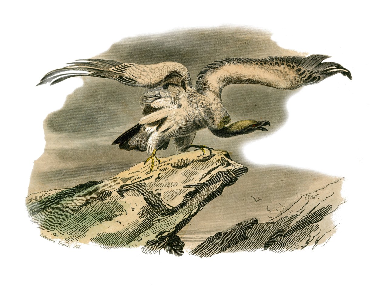 Naturhistoriska nämnden: Zoologisk nämnd som representerar rovfåglar på natten. Perknopteret. Plåt tecknad från de nio volymerna om fåglar i "" Works complete of Buffon""" skriven av naturforskaren Georges Louis Leclerc, greve av Buffon (1707-1788) mellan  av Edouard Travies