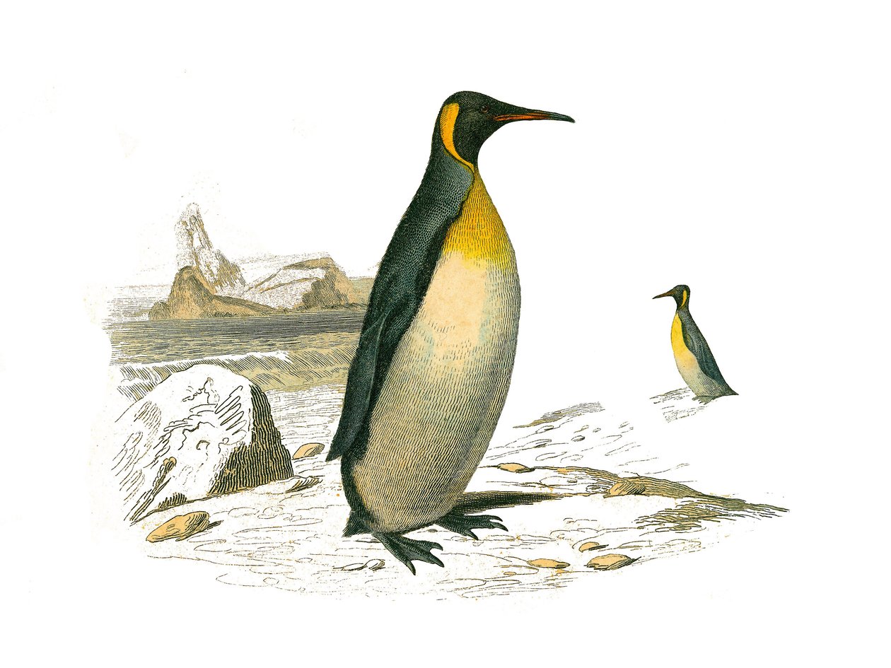 Naturhistorisk nämnd: Zoologisk nämnd som representerar brachypterpalmer (dykande fåglar). Den stora. Plåt tecknad från de nio volymerna om fåglar i "" Works complete of Buffon""" skriven av naturforskaren Georges Louis Leclerc, greve av Buffon (1707-1788) av Edouard Travies