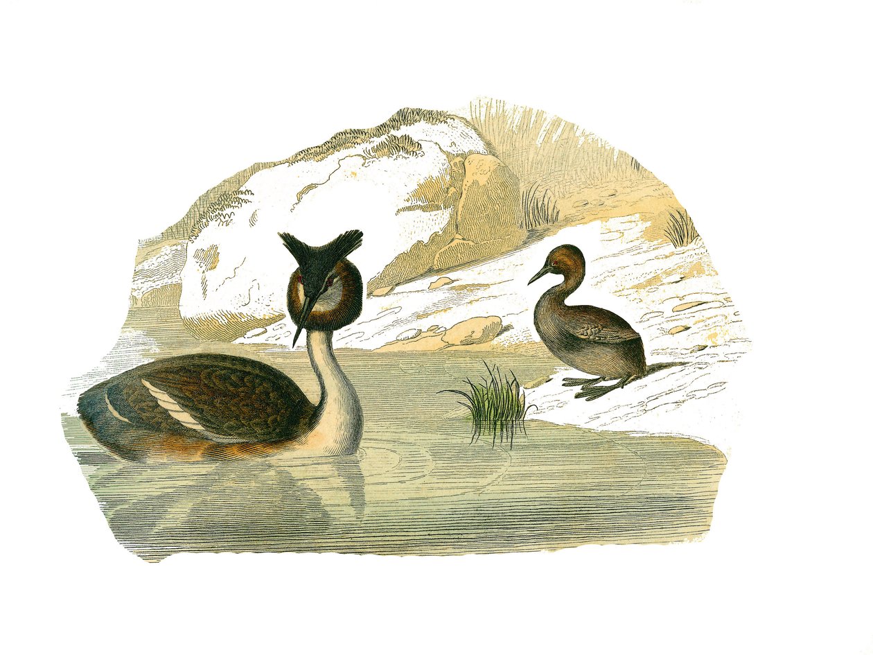 Naturhistoriska nämnden: Zoologisk styrelse som representerar brachypterpalmer av Edouard Travies