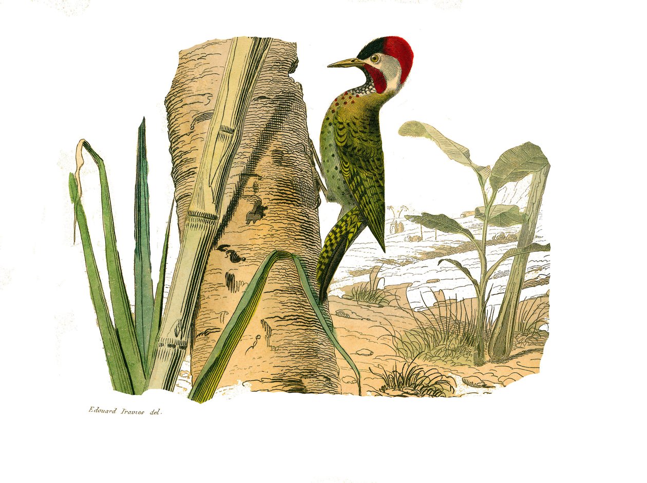 Naturhistoriska nämnden: Zoologisk nämnd som representerar klättrare. Cayennes randiga topp. Plåt tecknad från de nio volymerna om fåglar i "" Works complete of Buffon""" skriven av naturforskaren Georges Louis Leclerc, greve av Buffon av Edouard Travies