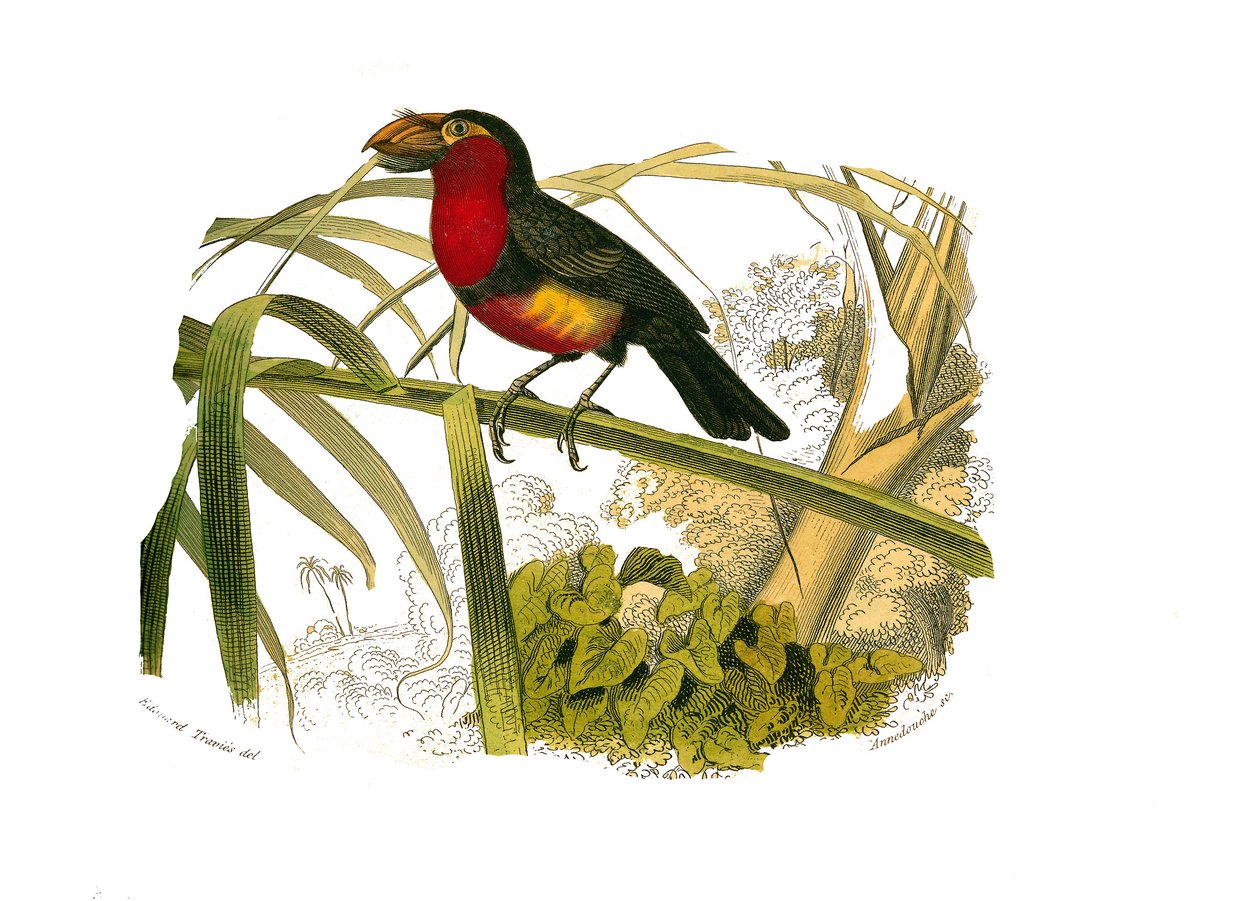 Naturhistoriska nämnden: Zoologisk nämnd som representerar klättrare. Barbicanen. Plåt tecknad från de nio volymerna om fåglar i "" Works complete of Buffon""" skriven av naturforskaren Georges Louis Leclerc, greve av Buffon (1707-1788) mellan 1749 och 178 av Edouard Travies