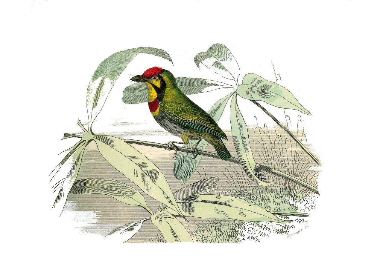 Naturhistoriska nämnden: Zoologisk nämnd som representerar klättrare. Den skäggige har en gul strupe. Plåt tecknad från de nio volymerna om fåglar i "" Works complete of Buffon""" skriven av naturforskaren Georges Louis Leclerc, greve av Buffon av Edouard Travies