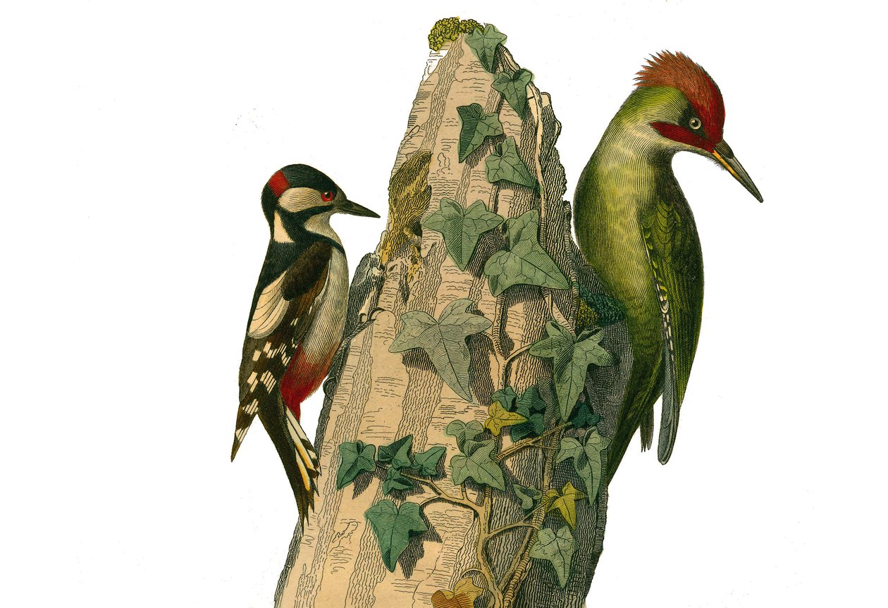 Naturhistoriska nämnden: Zoologisk nämnd som representerar klättrare. Epiken och den gröna hackspetten har ett rött huvud (grön topp). Plåt tecknad från de nio volymerna om fåglar i "" Works complete of Buffon""" skriven av naturforskaren Georges Louis Lec av Edouard Travies