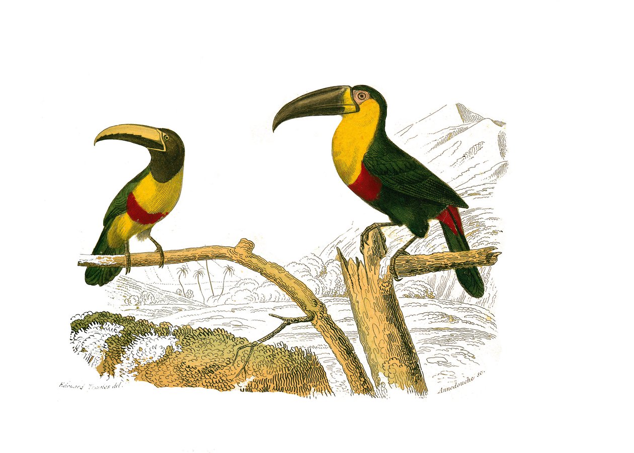 Naturhistoriska nämnden: Zoologisk nämnd som representerar klättrare. Grigri aracari och gulstrupig tukan. Plåt tecknad från de nio volymerna om fåglar i "" Works complete of Buffon""" skriven av naturforskaren Georges Louis Leclerc, greve av Buffon (170) av Edouard Travies