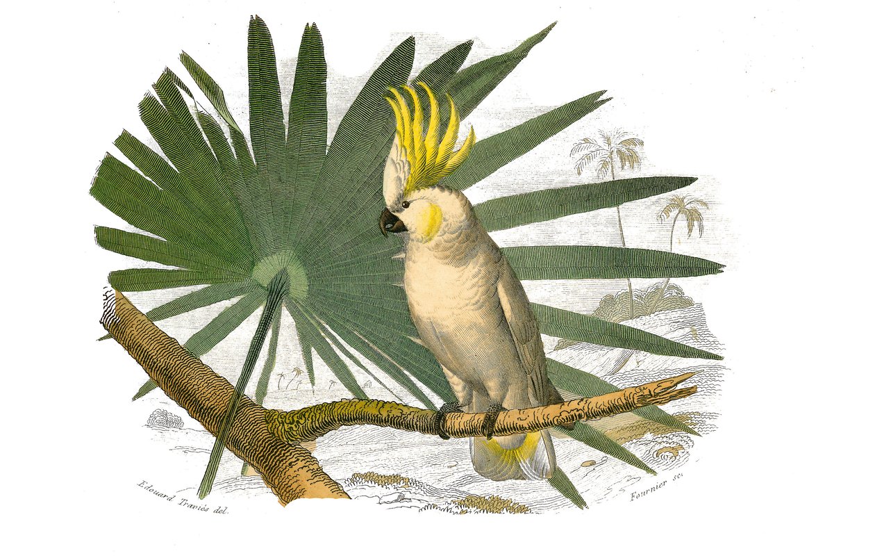 Naturhistoriska nämnden: Zoologisk nämnd som representerar klättrare. Kakatorna har gul nyans. Plåt tecknad från de nio volymerna om fåglar i "" Works complete of Buffon""" skriven av naturforskaren Georges Louis Leclerc, greve av Buffon (1707-1788) mellan av Edouard Travies