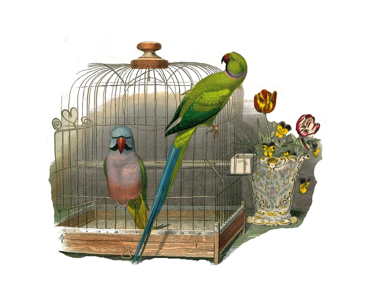 Naturhistoriska nämnden: Zoologisk nämnd som representerar klättrare. Parakiten har mustascher och parakiten har ett rosa halsband. Plåt tecknad från de nio volymerna om fåglar i "Works complete of Buffon" skriven av naturforskaren Georges Louis Leclerc, g av Edouard Travies