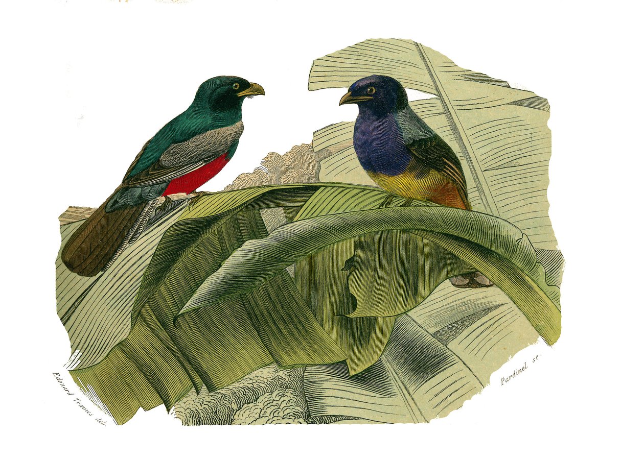 Naturhistoriska nämnden: Zoologisk nämnd som representerar klättrare. Den röda magen och den gula magen. Plåt tecknad från de nio volymerna om fåglar i "" Works complete of Buffon""" skriven av naturforskaren Georges Louis Leclerc, greve av Buffon (1707-17 av Edouard Travies