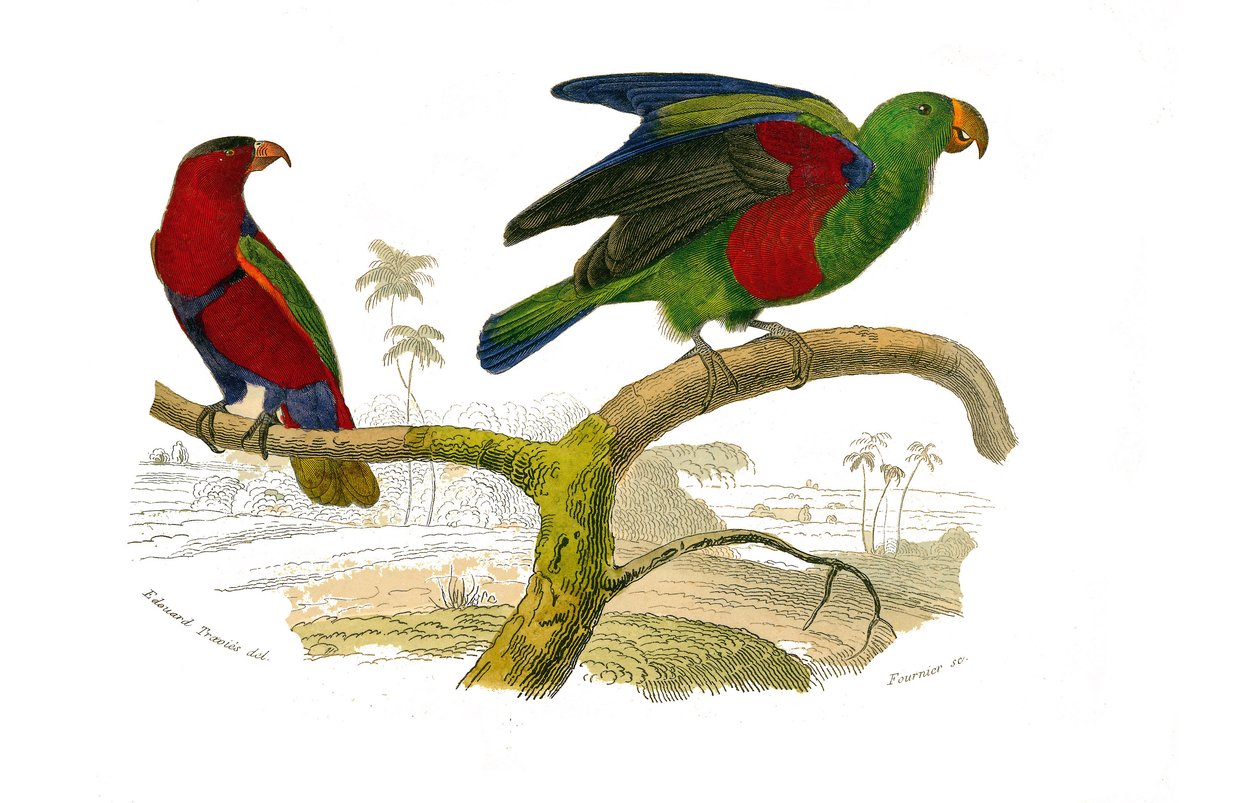 Naturhistoriska nämnden: Zoologisk nämnd som representerar klättrare. Tricolor lori och den gröna papegojan. Plåt tecknad från de nio volymerna om fåglar i "" Works complete of Buffon""" skriven av naturforskaren Georges Louis Leclerc, greve av Buffon (170 av Edouard Travies