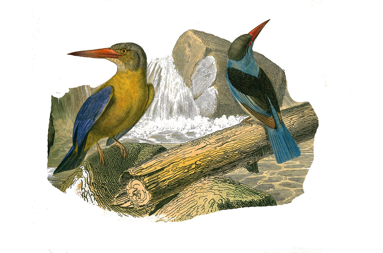 Naturhistorisk styrelse: Zoologisk tavla som representerar syndaktylspångar (har två eller flera läskfingrar tillsammans). Stornäbb och gråhuvad kungsfiskare. Plåt ritad från de nio volymerna om fåglar i "" Works complete of Buffon""" skriven av naturforsk av Edouard Travies