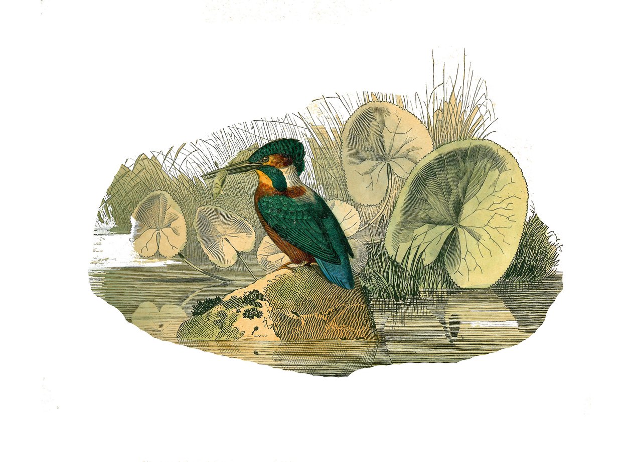 Naturhistorisk styrelse: Zoologisk tavla som representerar syndaktylspångar (har två eller flera läskfingrar tillsammans). Kungsfiskaren. Plåt tecknad från de nio volymerna om fåglar i "" Works complete of Buffon""" skriven av naturforskaren Georges Louis  av Edouard Travies