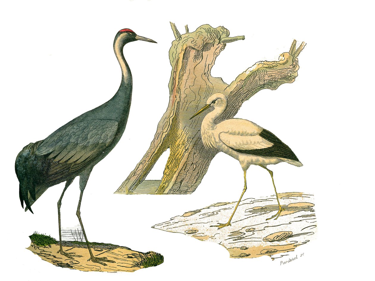 Naturhistoriska nämnden: Zoologisk nämnd som representerar vattenfåglar och odlingar (med stora, långa och starka näbbar): trana och stork. Plåt tecknad från de nio volymerna om fåglar i "" Works complete of Buffon""" skriven av naturforskaren Georges Loui av Edouard Travies