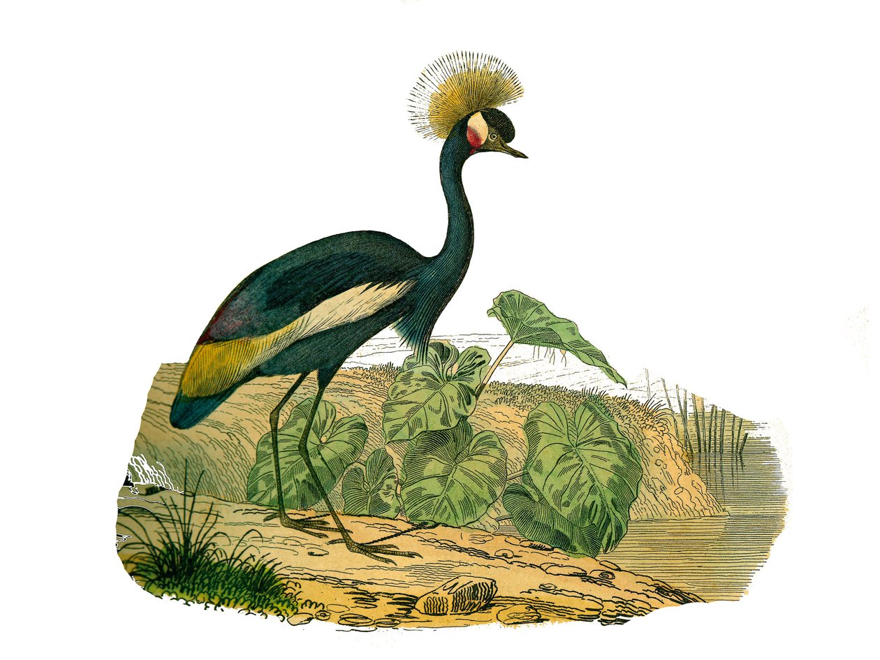 Naturhistoriska nämnden: Zoologisk nämnd som representerar vattenfåglar och odlade vadare av Edouard Travies