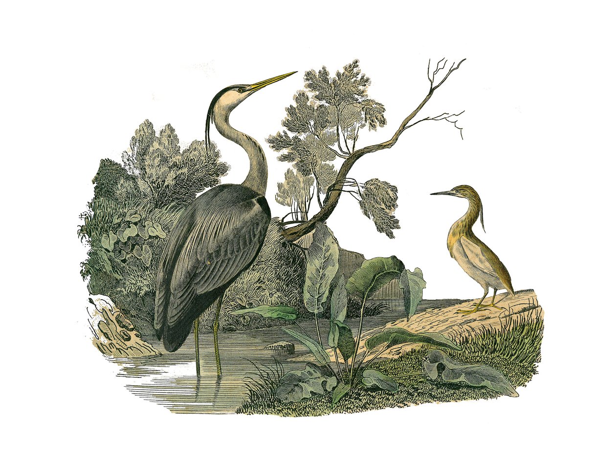 Naturhistoriska nämnden: Zoologisk nämnd som representerar vattenfåglar och odlade vadare (med stora, långa och starka näbbar): häger och krabba. Plåt tecknad från de nio volymerna om fåglar i "" Works complete of Buffon""" skriven av naturforskaren George av Edouard Travies