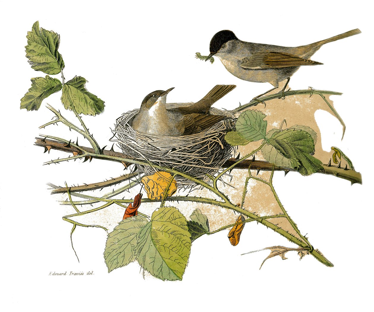 Naturhistorisk skylt: Zoologisk tavla som föreställer dentirostruösa spåtorn (med echancre). Svarthuvudhöken (bo och larv att äta). Plåt tecknad från de nio volymerna om fåglar i "" Works complete of Buffon""" skriven av naturforskaren Georges Lou av Edouard Travies
