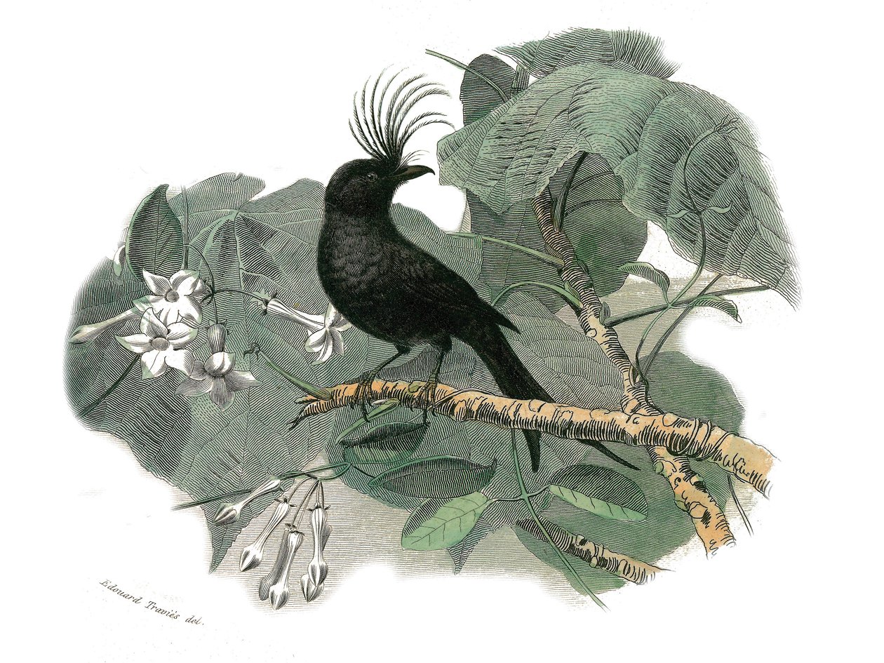 Naturhistorisk skylt: Zoologisk tavla som föreställer dentirostruösa spåtorn (med echancre). Drongon. Plåt tecknad från de nio volymerna om fåglar i "" Works complete of Buffon""" skriven av naturforskaren Georges Louis Leclerc, greve av Buffon (1707-1788) av Edouard Travies