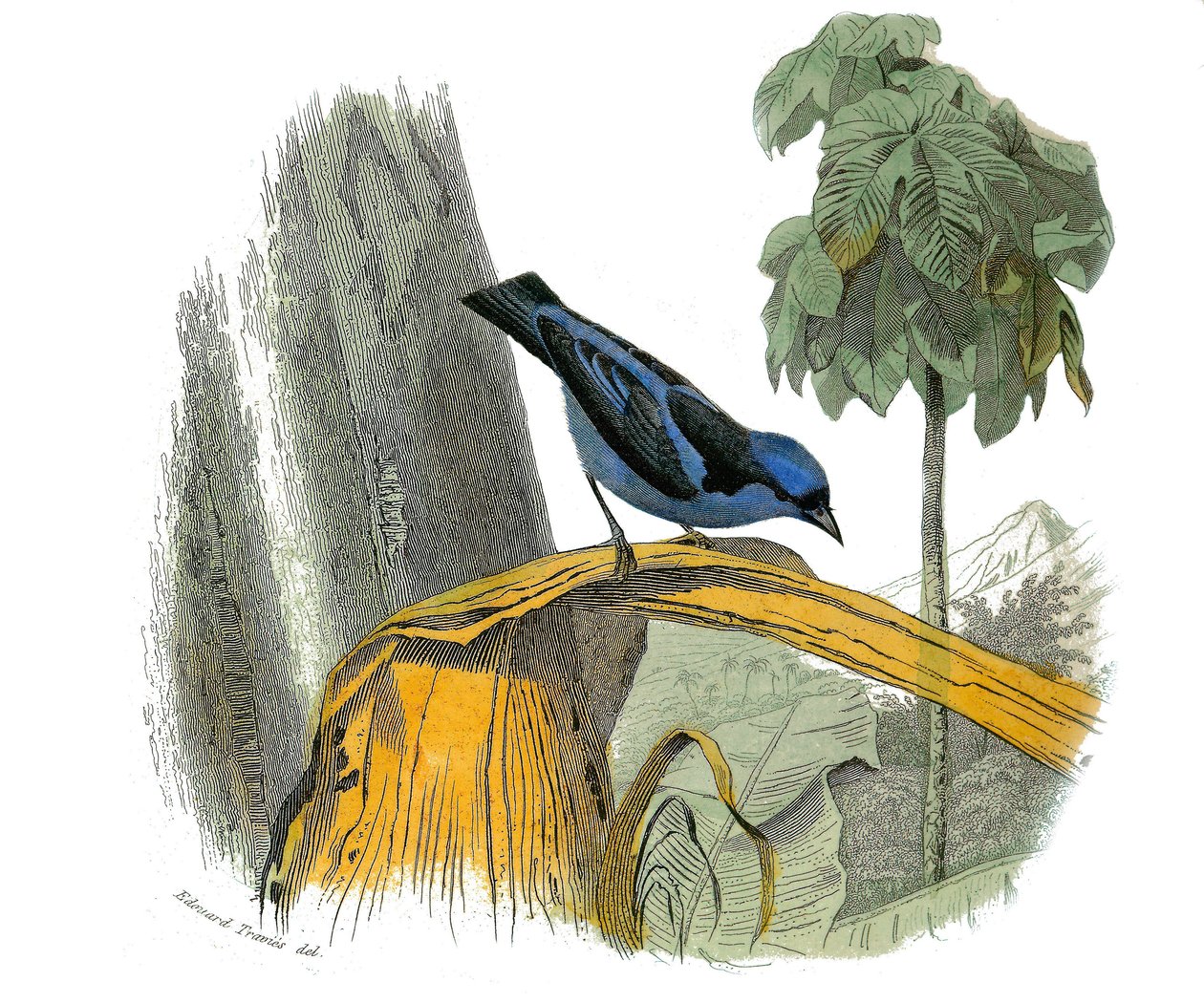 Naturhistorisk skylt: Zoologisk tavla som föreställer dentirostruösa spåtorn (med echancre). Den blå gropen. Plåt tecknad från de nio volymerna om fåglar i "" Works complete of Buffon""" skriven av naturforskaren Georges Louis Leclerc, greve av Buffon (170 av Edouard Travies