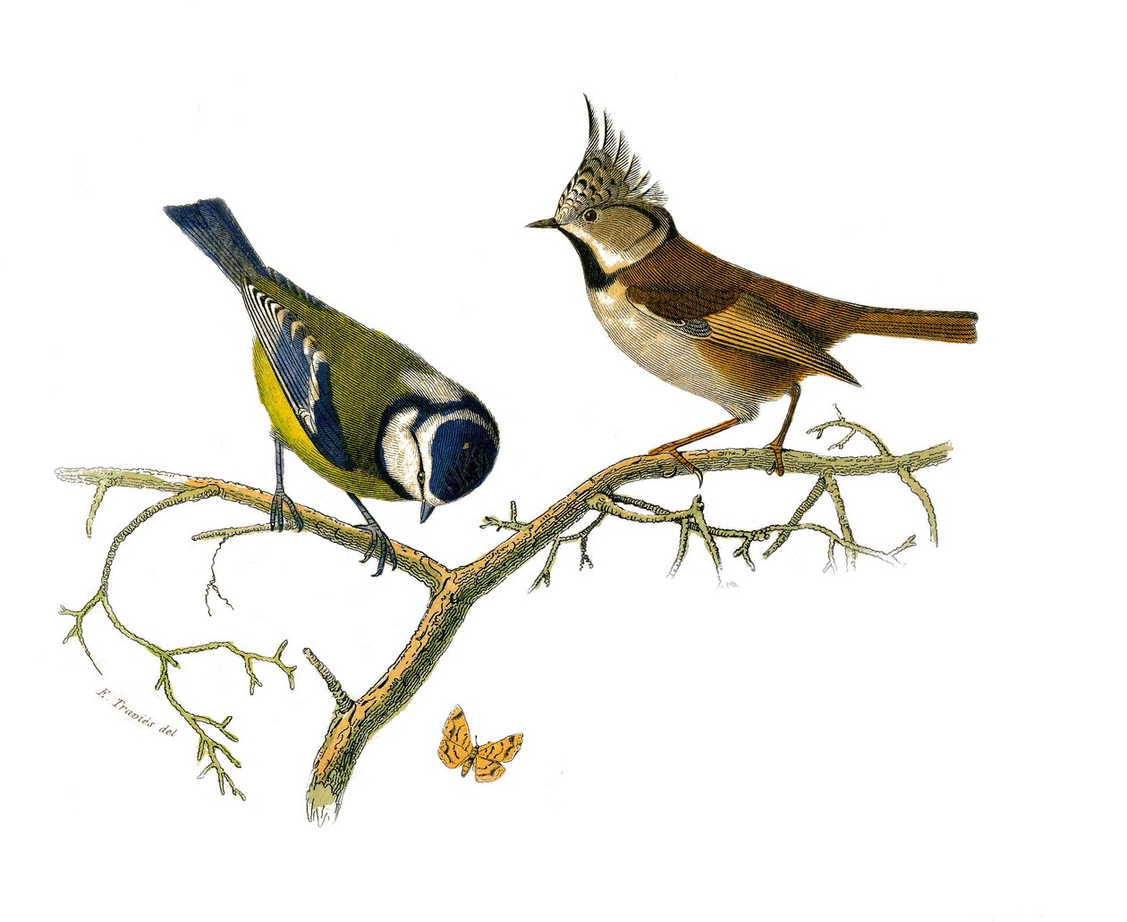 Naturhistorisk skylt: Zoologisk tavla som föreställer dentirostruösa spåtorn (med echancre). Den blå mesangen och huppee mesange. Plåt tecknad från de nio volymerna om fåglar i "" Works complete of Buffon""" skriven av naturforskaren Georges Louis Leclerc av Edouard Travies