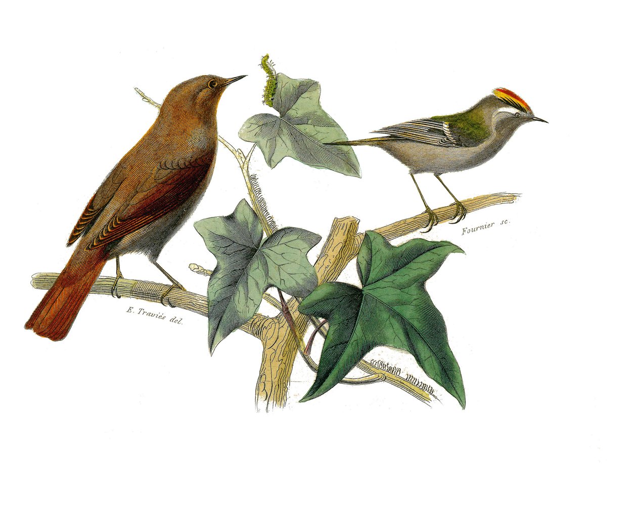Naturhistorisk skylt: Zoologisk tavla som föreställer dentirostruösa spolfuglen (med echancre). Näktergalen och kungen. Plåt ritad från de nio volymerna om fåglar i "" Works complete of Buffon""" skriven av naturforskaren Georges Louis Leclerc, greve av av Edouard Travies