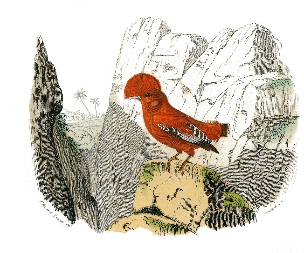 Naturhistorisk skylt: Zoologisk tavla som föreställer dentirostruösa spolfuglen (med echancre). Tuppen. Plåt tecknad från de nio volymerna om fåglar i "" Works complete of Buffon""" skriven av naturforskaren Georges Louis Leclerc, greve av Buffon (1707-178 av Edouard Travies