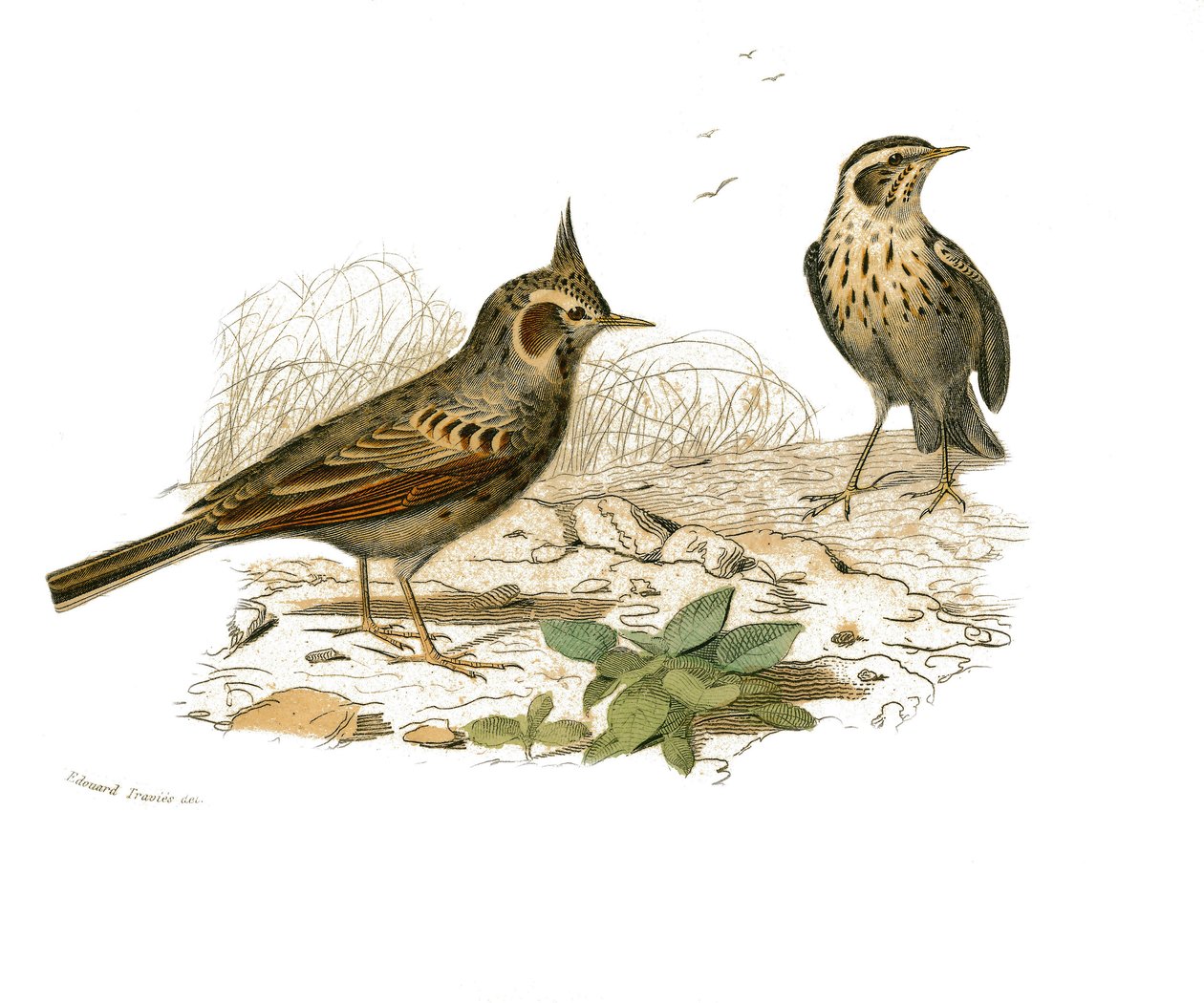 Naturhistorisk skylt: Zoologisk tavla som föreställer dentirostruösa spolfuglen (med echancre). Cochevis och kärrlärka. Plåt tecknad från de nio volymerna om fåglar i "" Works complete of Buffon""" skriven av naturforskaren Georges Louis Leclerc, greve av Edouard Travies