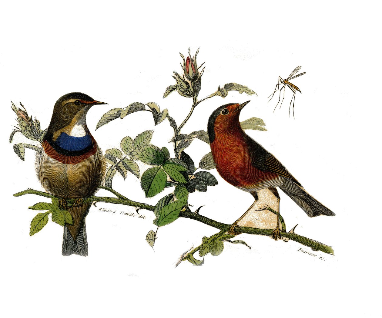 Natural History Plate: Zoologisk tavla som representerar dentirostruösa spåfuglen av Edouard Travies