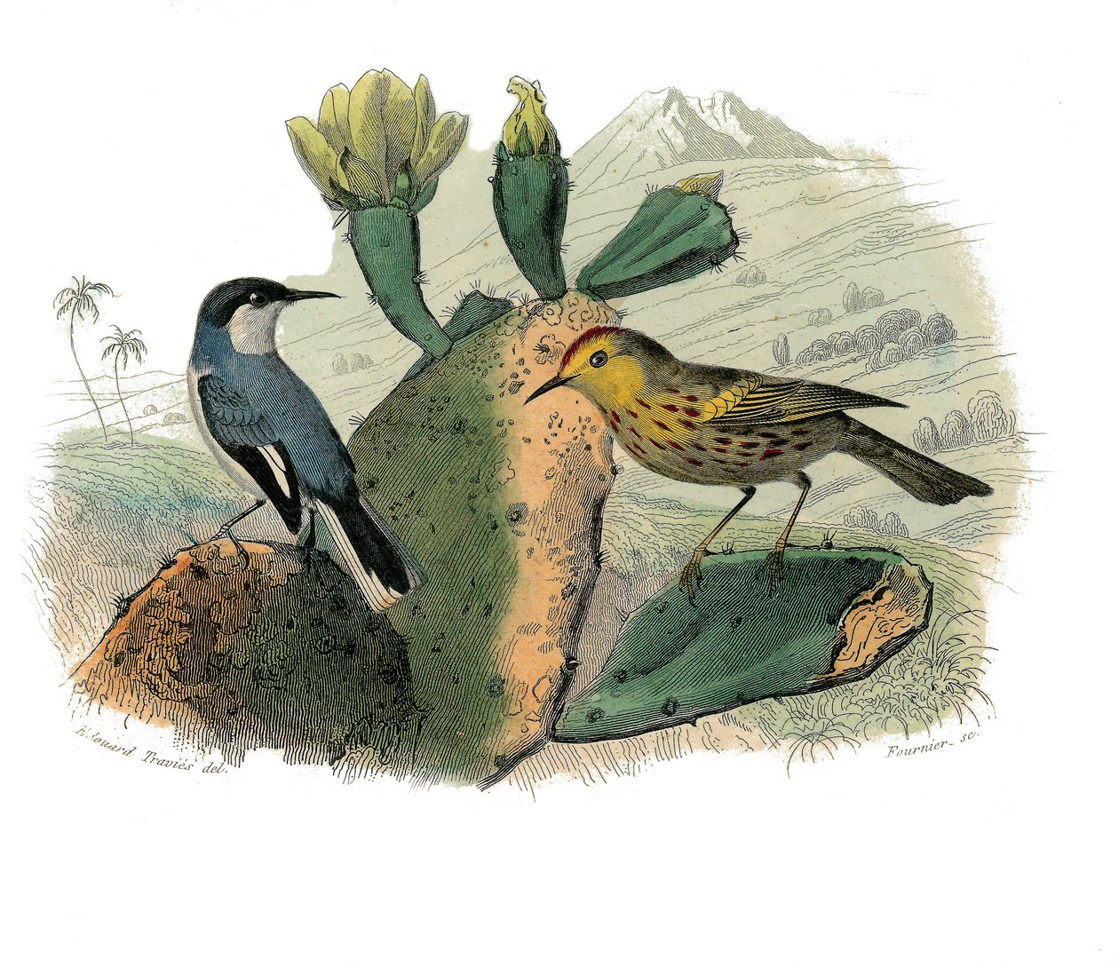 Natural History Plate: Zoologisk tavla som representerar dentirostruösa spåfuglen av Edouard Travies