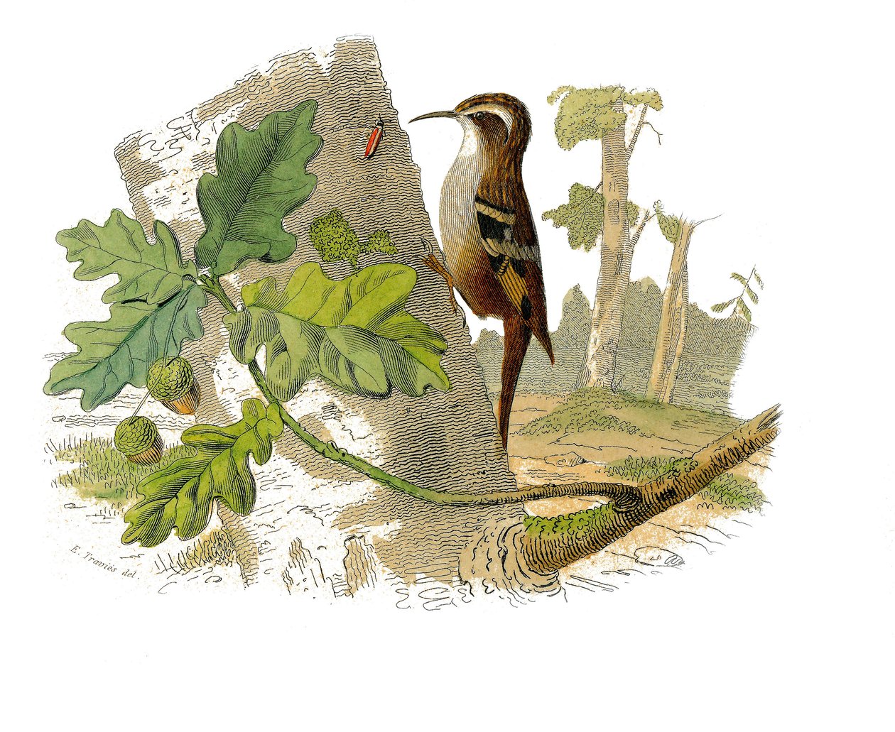Natural History Plate: Zoologisk tavla som representerar dentirostruösa spåfuglen av Edouard Travies