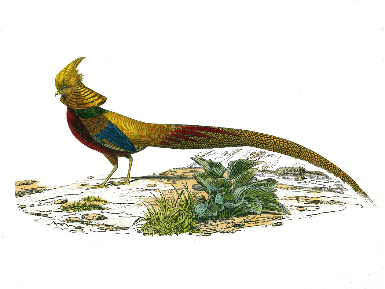 Naturhistorisk skylt: Zoologisk tavla som representerar gallinaser: den kinesiska dorefasanen. Plåt tecknad från de nio volymerna om fåglar i "" Works complete of Buffon""" skriven av naturforskaren Georges Louis Leclerc, greve av Buffon (1707-1788) mellan av Edouard Travies