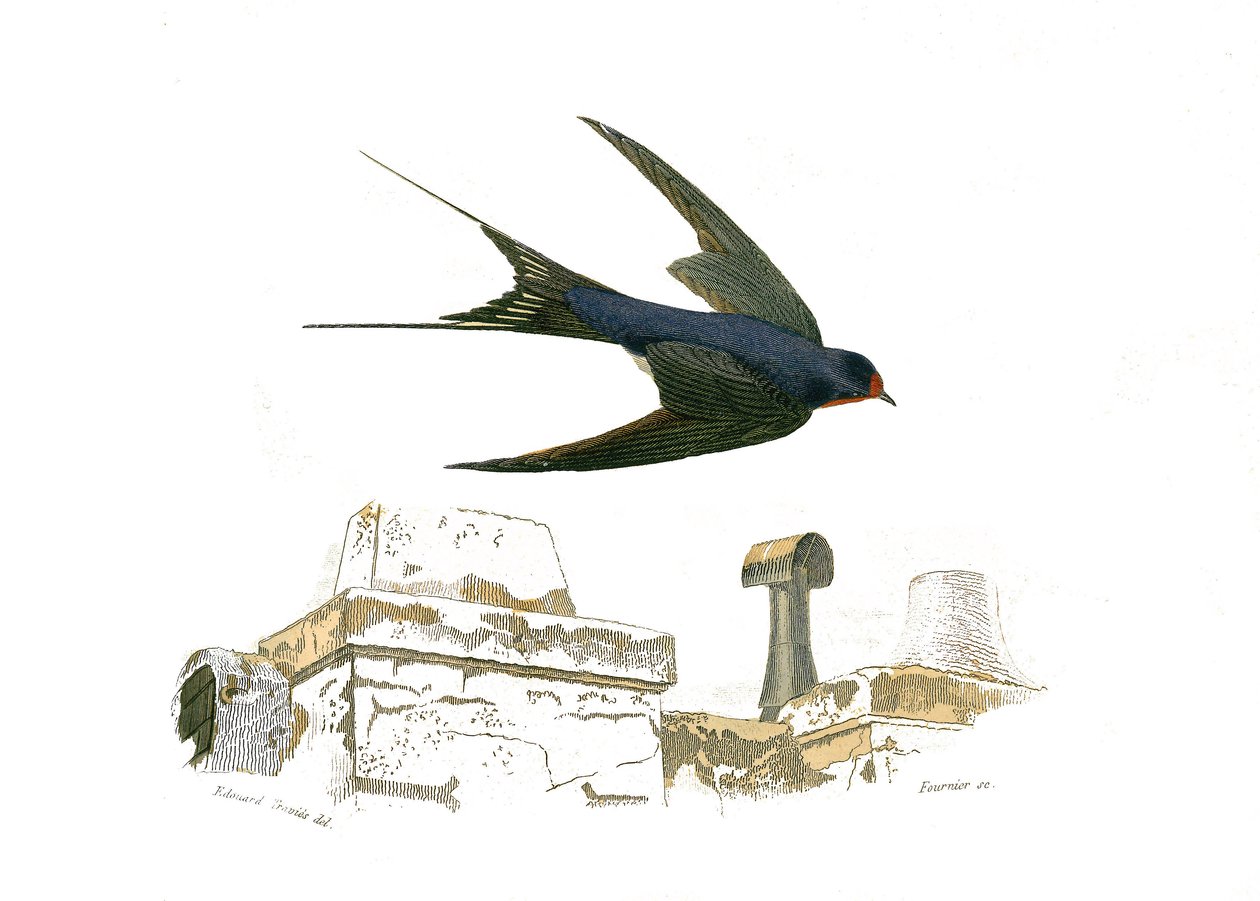 Natural History Plate: Zoologisk tavla som representerar de fissirostroösa gångvägarna av Edouard Travies