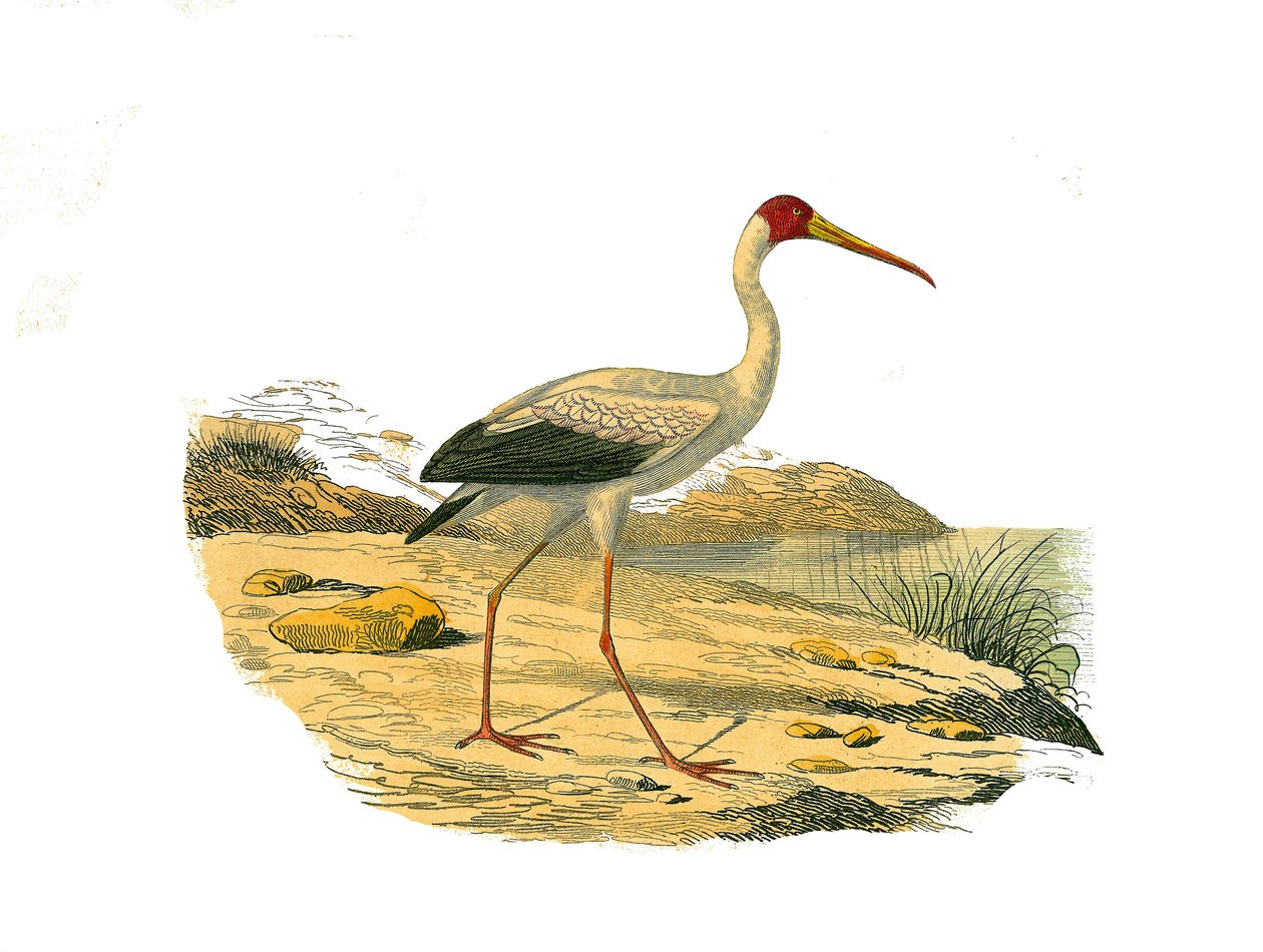 Naturhistorisk skylt: Zoologisk tavla som representerar de långa chassierna (med långa och magra näbbar): White Ibis. Plåt ritad från de nio volymerna om fåglar i "" Works complete of Buffon""" skriven av naturforskaren Georges Louis Leclerc, greve av av Edouard Travies