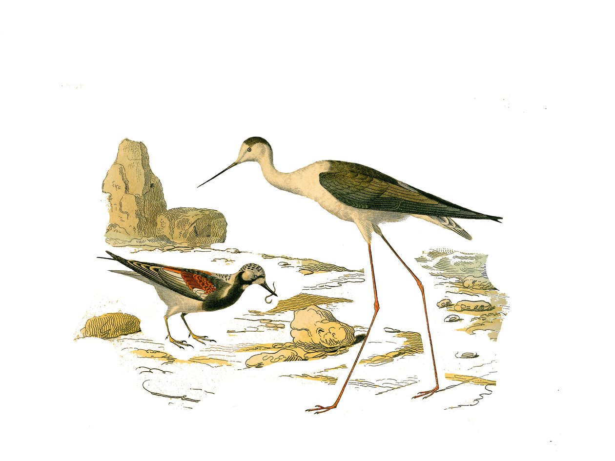 Naturhistorisk skylt: Zoologisk tavla som representerar de långa vadarna (med en lång och mager näbb): stensvängen (svängskivan) och skållningen. Plåt tecknad från de nio volymerna om fåglar i "" Works complete of Buffon""" skriven av naturforskaren Geor av Edouard Travies