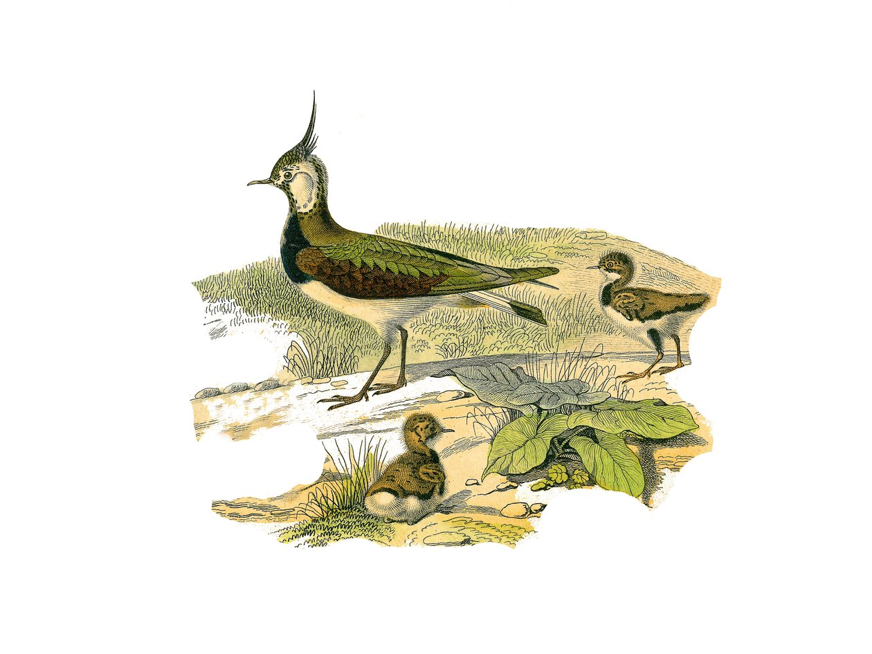Naturhistorisk skylt: Zoologisk tavla som representerar de långa vadarna (med långa och magra näbbar): lammet och dess ungar. Plåt tecknad från de nio volymerna om fåglar i "" Works complete of Buffon""" skriven av naturforskaren Georges Louis Leclerc, Cou av Edouard Travies