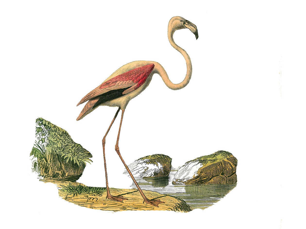 Naturhistorisk skylt: Zoologisk tavla som representerar de långsträckta vadarna (med en lång och mager näbb): den rosa flamingon. Plåt ritad från de nio volymerna om fåglar i "" Works complete of Buffon""" skriven av naturforskaren Georges Louis Leclerc, g av Edouard Travies